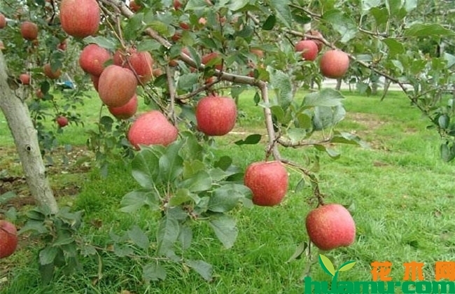 苹果树疏花疏果可提高产量 苹果树疏花疏果可提高产量