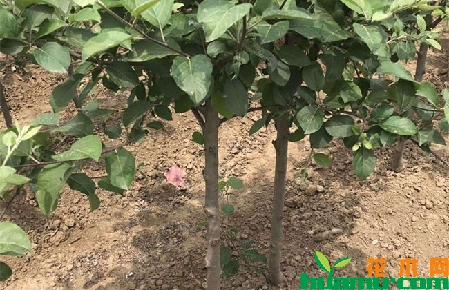 苹果树生长期管理技巧 苹果树生长期管理技巧