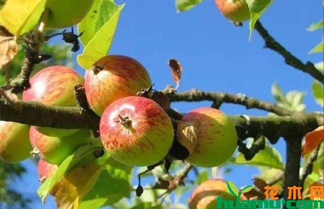 苹果树生长期管理技巧 苹果树生长期管理技巧