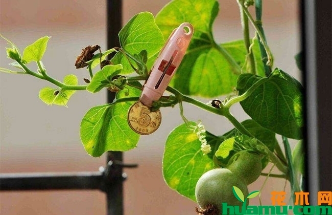 盆栽微型葫芦怎么养？