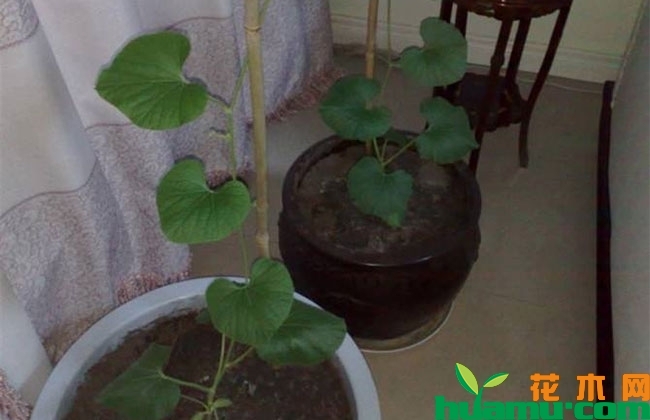 盆栽微型葫芦怎么养? 盆栽微型葫芦怎么养?