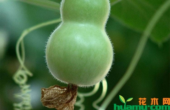 盆栽微型葫芦怎么养? 盆栽微型葫芦怎么养?