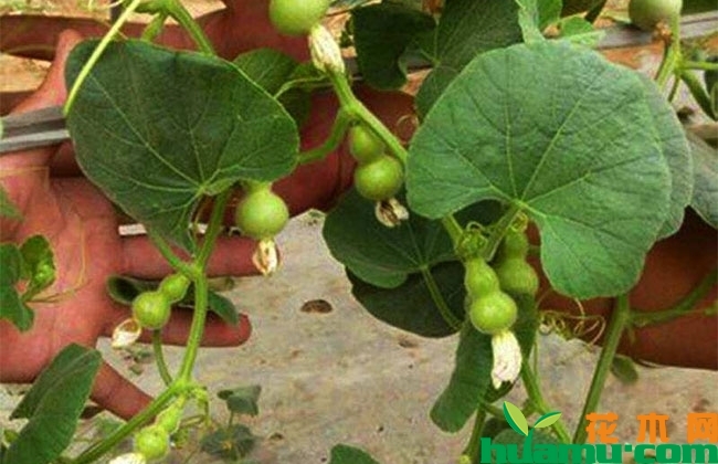 盆栽微型葫芦怎么养? 盆栽微型葫芦怎么养?