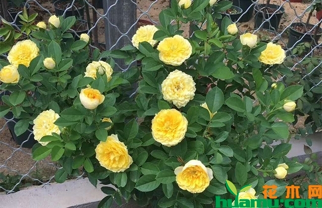 月季种植方法