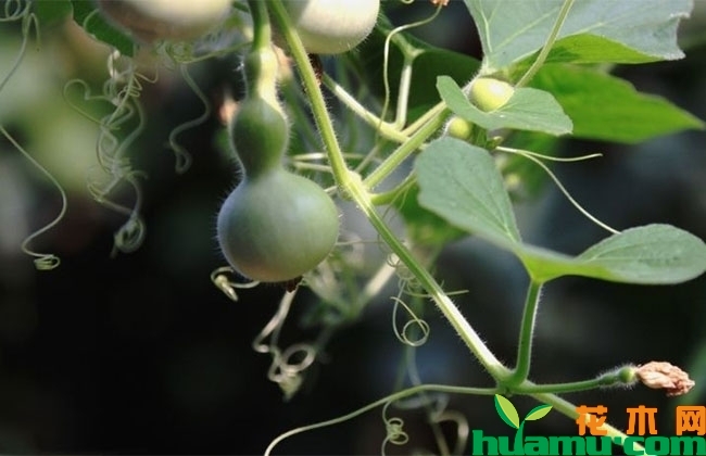 盆栽微型葫芦怎么养? 盆栽微型葫芦怎么养?
