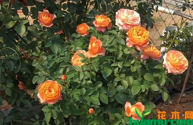月季种植方法