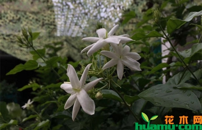 茉莉花秋季养护管理 茉莉花秋季养护管理