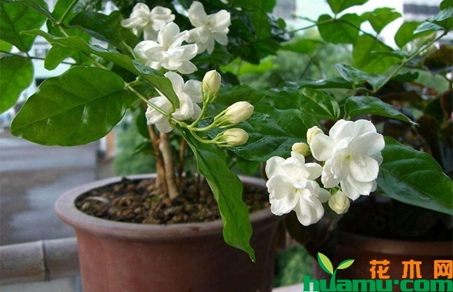 茉莉花秋季修剪方法