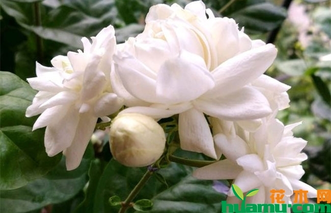 茉莉花秋季养护管理 茉莉花秋季养护管理