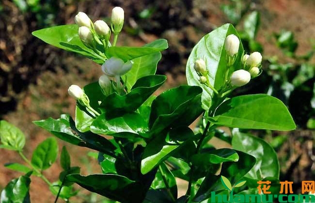 茉莉花秋季修剪方法 茉莉花秋季修剪方法