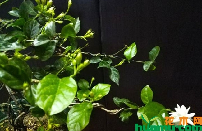 茉莉花秋季养护管理 茉莉花秋季养护管理