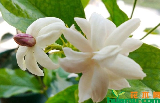 茉莉花秋季修剪方法 茉莉花秋季修剪方法