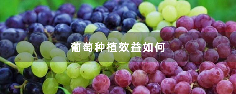 葡萄种植效益如何