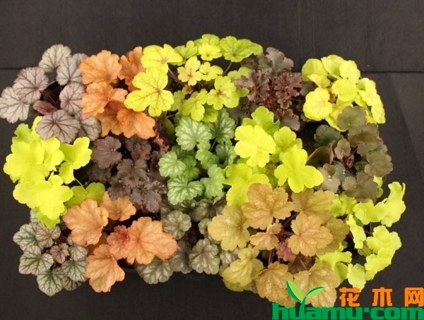 矾根