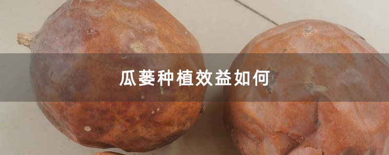 瓜蒌种植效益如何