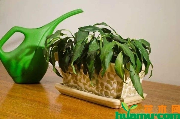 植物缺水萎蔫怎样补水？