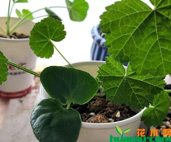 锦葵盆栽如何养？