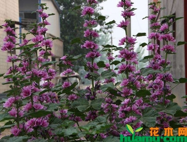 锦葵盆栽