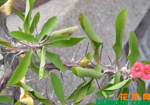 植物缺水萎蔫
