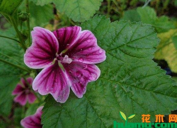 锦葵的花