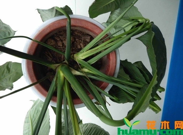 植物缺水萎蔫