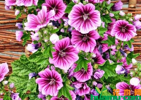 锦葵的花
