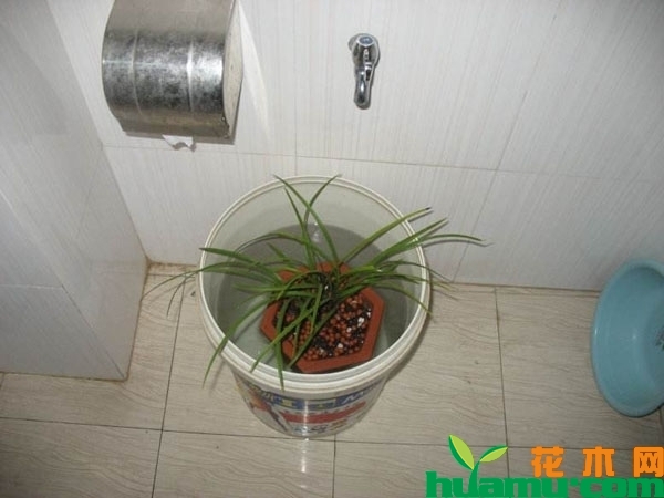 植物缺水萎蔫