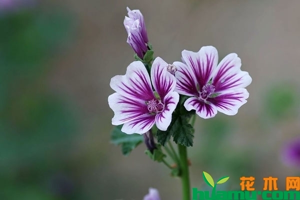 锦葵的花