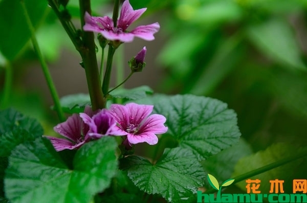锦葵花什么时候种植？