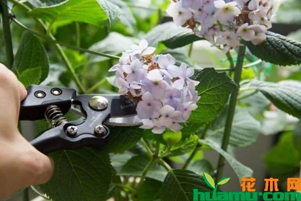 植物缺水萎蔫