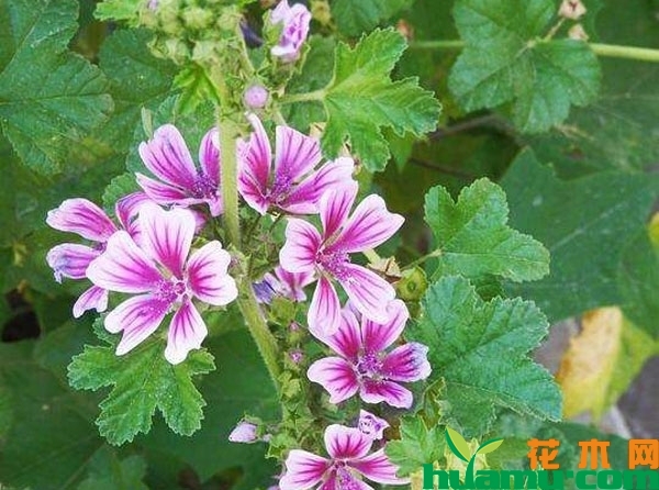 锦葵花