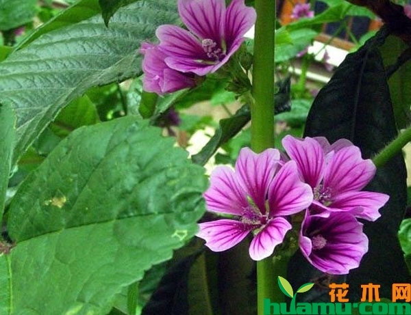 锦葵花