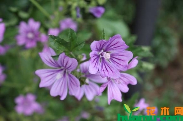 锦葵花