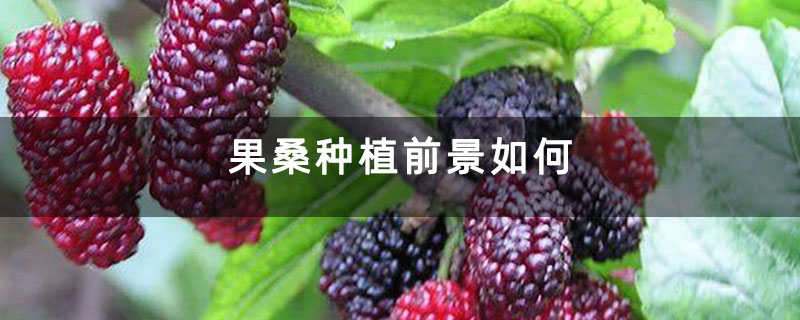 果桑种植前景如何