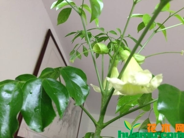 幸福树怎样能开花？