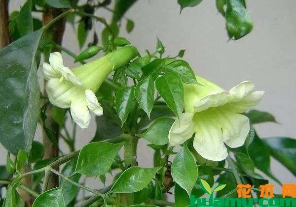 幸福树开花