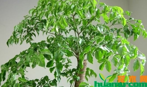 幸福树