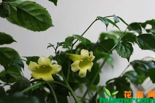 幸福树开花