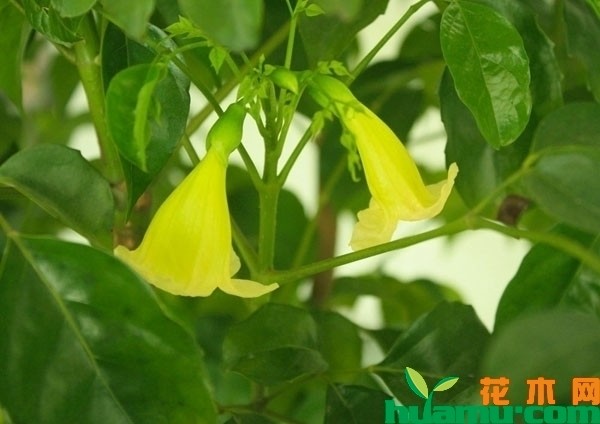 幸福树开花