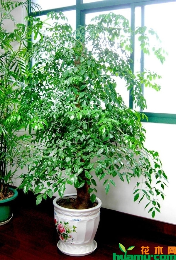 幸福树