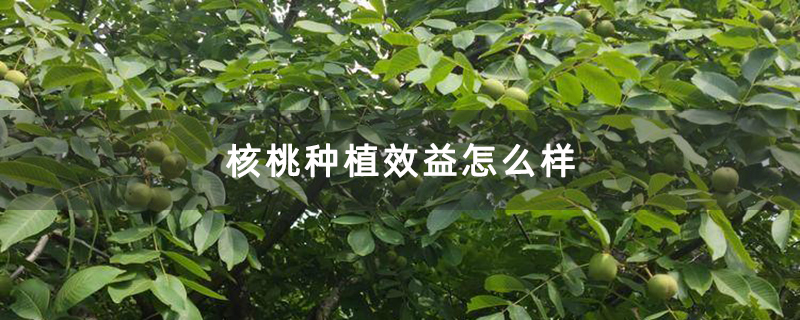 核桃种植效益怎么样