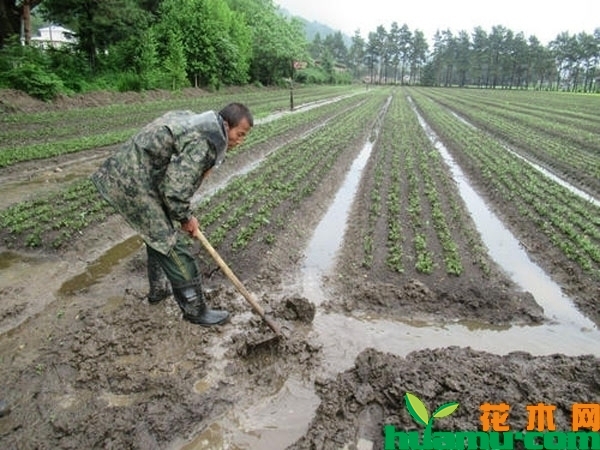 苗木养护