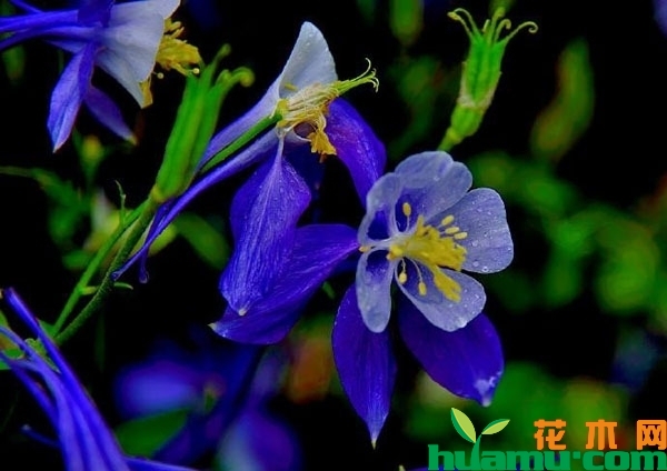 耧斗菜的作用