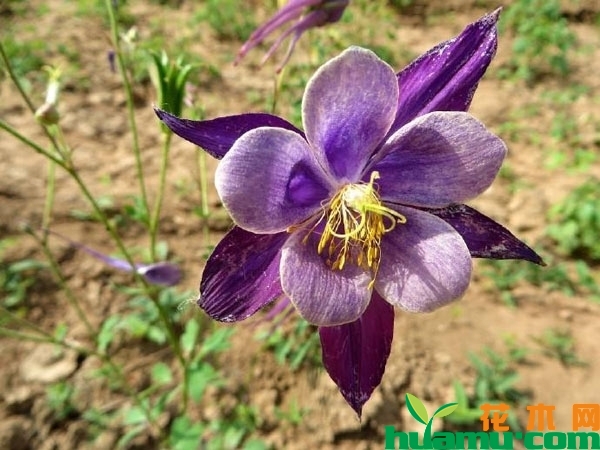 耧斗菜