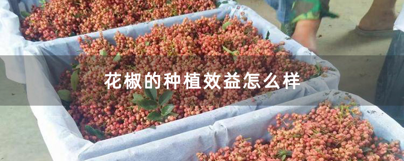 花椒的种植效益怎么样
