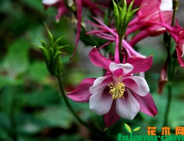 耧斗菜