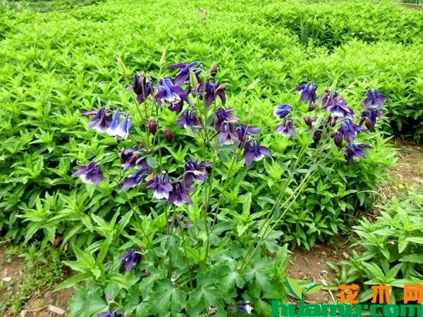 耧斗菜种子怎么种？