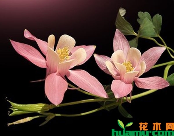 耧斗菜