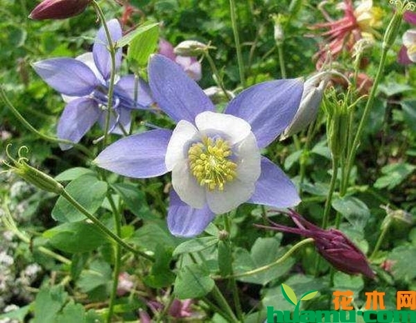 耧斗菜