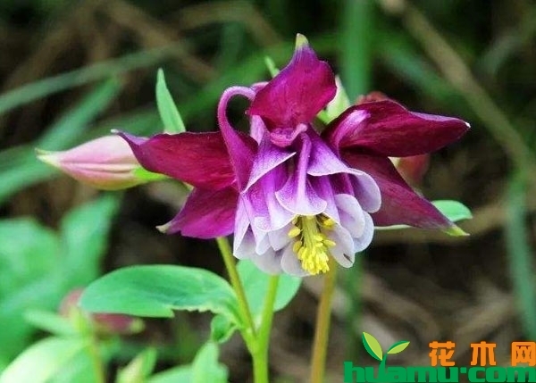 耧斗菜